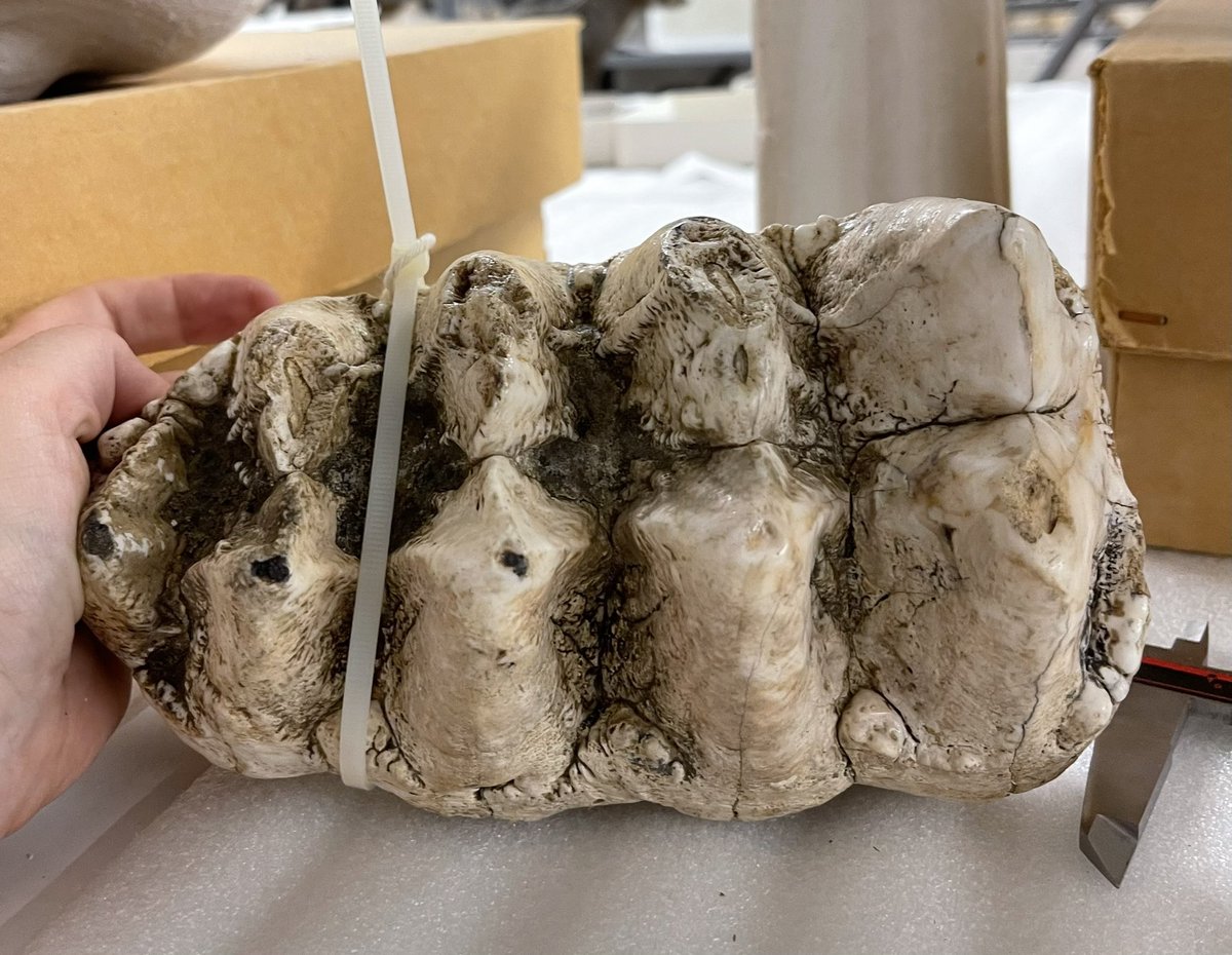 Max Mastodon (@maxmastodon) on Twitter photo An American #mastodon upper right 3rd molar from Cass Co., Nebraska. <a href="/MorrillHallUNL/">Morrill Hall (UNSM)</a> collection. #DailyMastodon #paleontology #fossil An American #mastodon upper right 3rd molar from Cass Co., Nebraska. <a href="/MorrillHallUNL/">Morrill Hall (UNSM)</a> collection. #DailyMastodon #paleontology #fossil