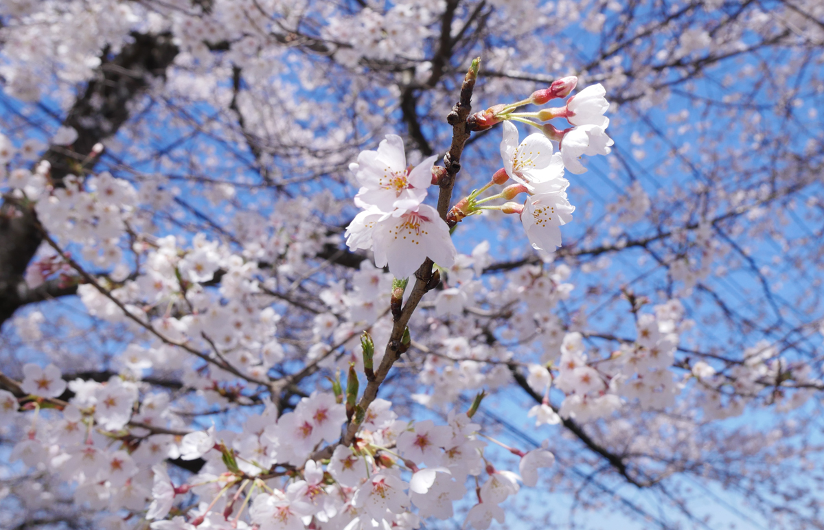 飛騨の杢工房 tweet media