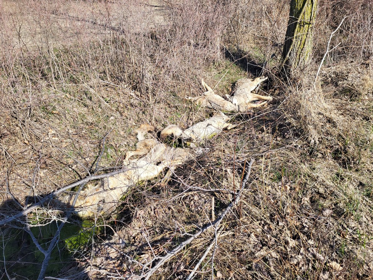 The indiscriminate killing of 4 coyotes and a puppy. Impressive #ChathamKent. Between the war on trees and gun happy hillbillies, this municipality will eventually be devoid of wildlife. Conservative backwater.