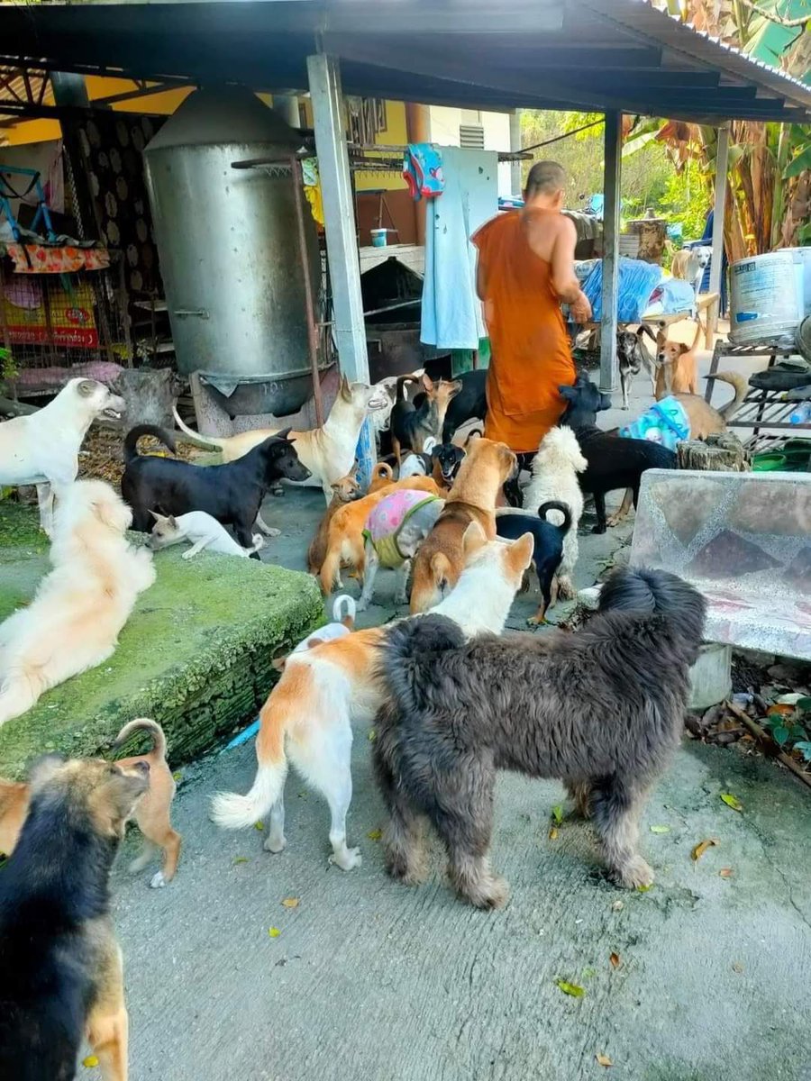 ราศีช่วงนี้ทำบุญเกี่ยวกับสัตว์แล้วชีวิตจะดีขึ้น

มีน
เมถุน
กรกฎ
ตุลย์

#เชิญร่วมทำบุญ
ให้อาหารหมาจรจัดที่ถูกทิ้ง
ณ วัดเวฬุวนาราม จำนวน 600 ตัว
หมาขาดแคลนอาหารจำนวนมาก ทำบุญบริจาค
🙏🏻กองบุญละ 20 บาท
บัญชีกรุงไทย  528-0-03607-2
ชื่อบัญชี วัดเวฬุวนาราม

ปล.รีทวิต+พิมพ์9รับสิ่งดีๆ