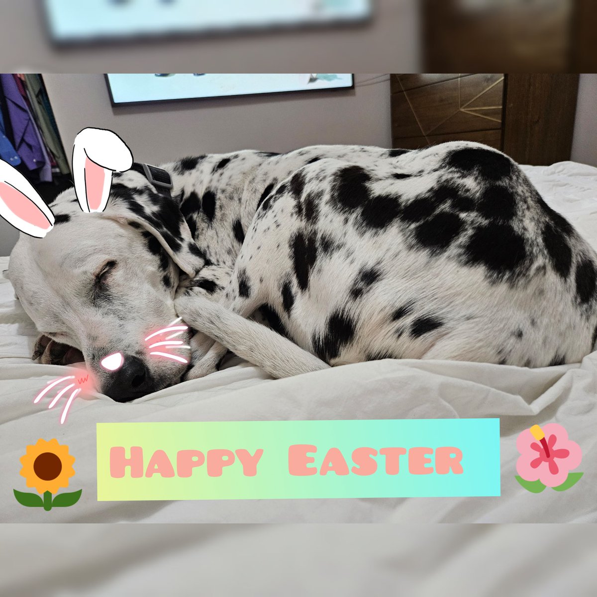 Happy Easter 🐰🐣🐇🌼
#Kota