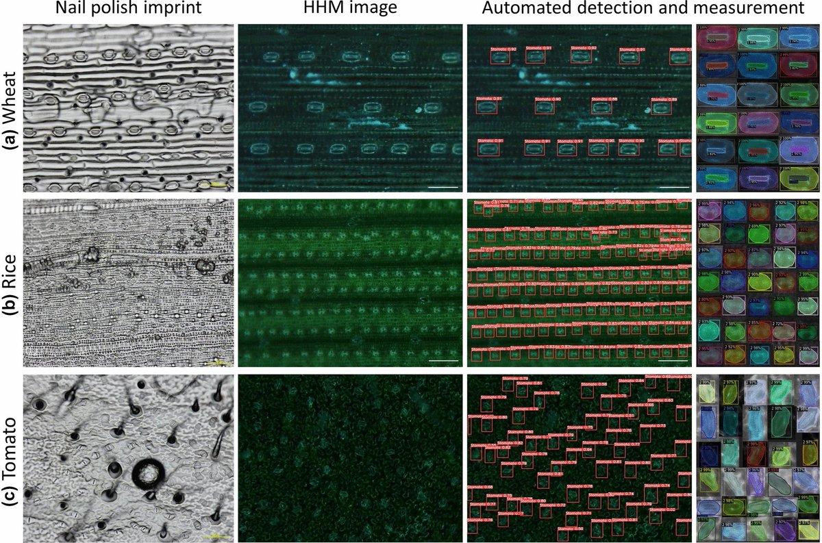 PlantMethods's tweet photo. Rapid non-destructive method to phenotype stomatal traits
Full text: https://t.co/DRZL2fA2Jc
#PlantScience #MachineLearning #CropOptimisation https://t.co/H49qMPLpEE