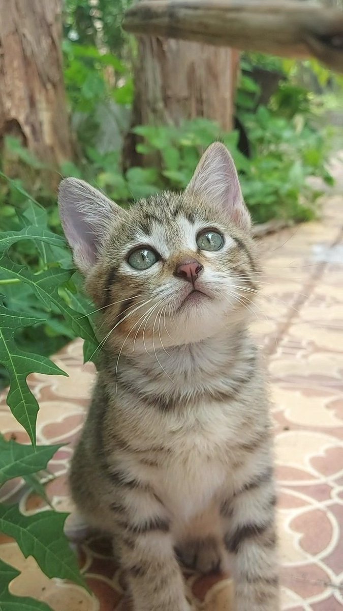 kochengfs's tweet photo. 🐈‍⬛ Ayo tunjukkan muka kcg klean yang gemesin pas planga plongo! https://t.co/qPUp7vWJbI