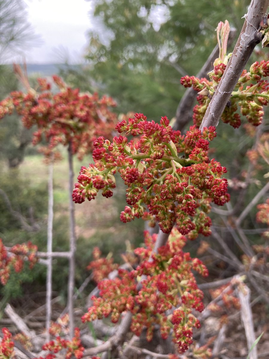 Hatay dağlarında Menengiç