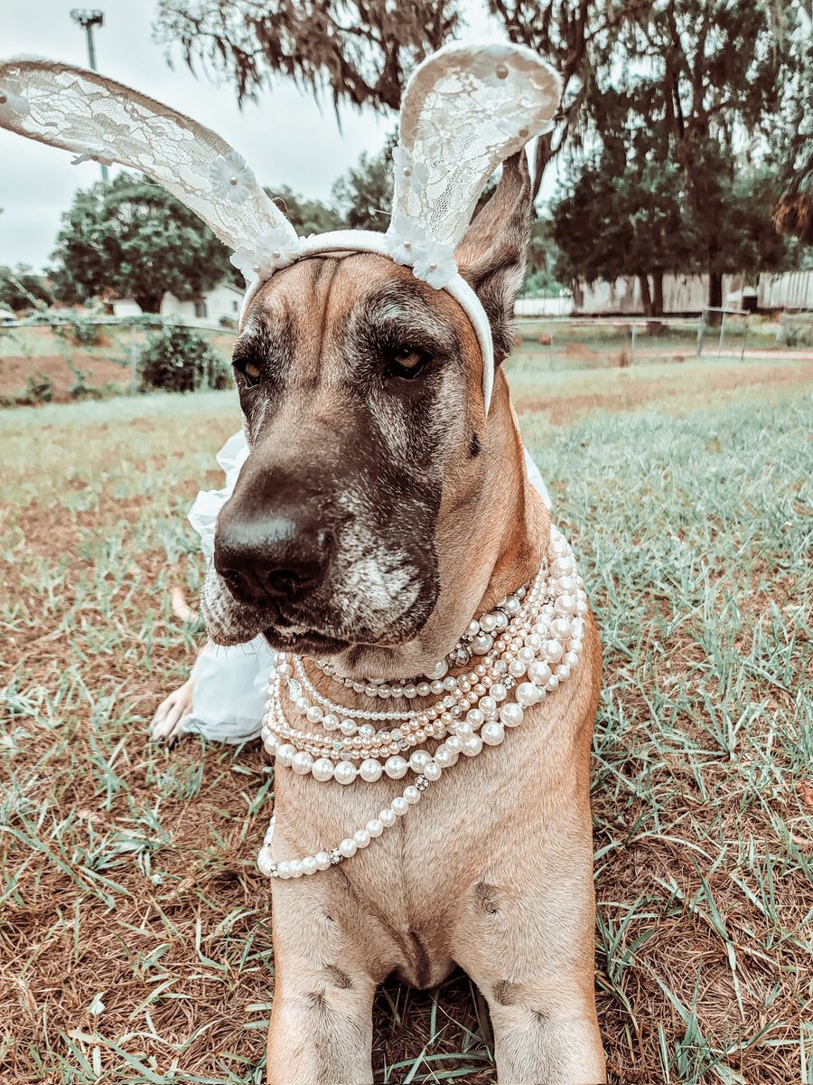 FergusGreatDane's tweet photo. *mumbles* What cookies?!? πͺπ°π©·
SWIPE---> for all my #cookiefaces π€£
#eastercookies #bunnytreats #jowlsofjoy #jowlsfordays #cookieface #wink #mouthfullofcookies
β«οΈ
#RipleyTheFawnGreatDane #greatdane #dogsoftwitter #DogTwitter #dogs https://t.co/ZukNnsJSUr