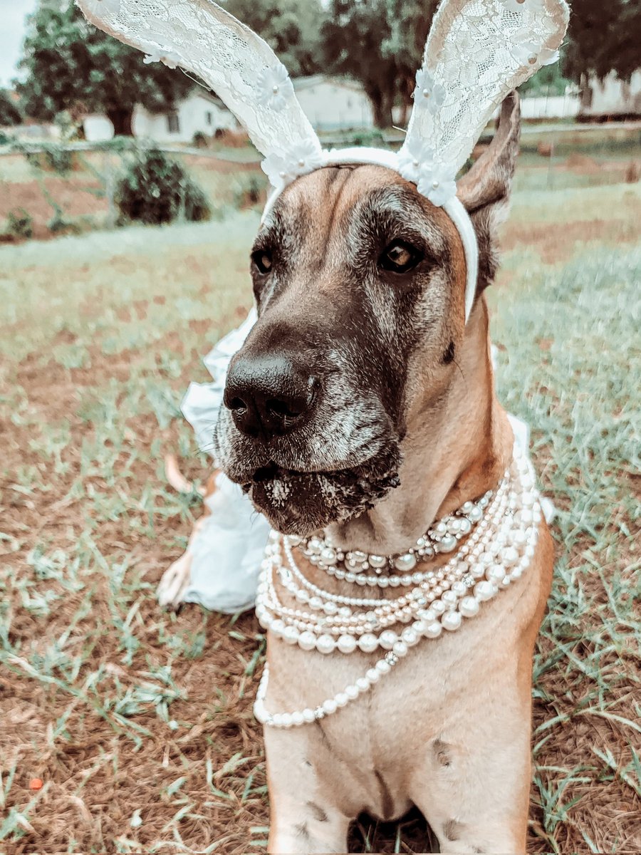 FergusGreatDane's tweet photo. *mumbles* What cookies?!? πͺπ°π©·
SWIPE---> for all my #cookiefaces π€£
#eastercookies #bunnytreats #jowlsofjoy #jowlsfordays #cookieface #wink #mouthfullofcookies
β«οΈ
#RipleyTheFawnGreatDane #greatdane #dogsoftwitter #DogTwitter #dogs https://t.co/ZukNnsJSUr