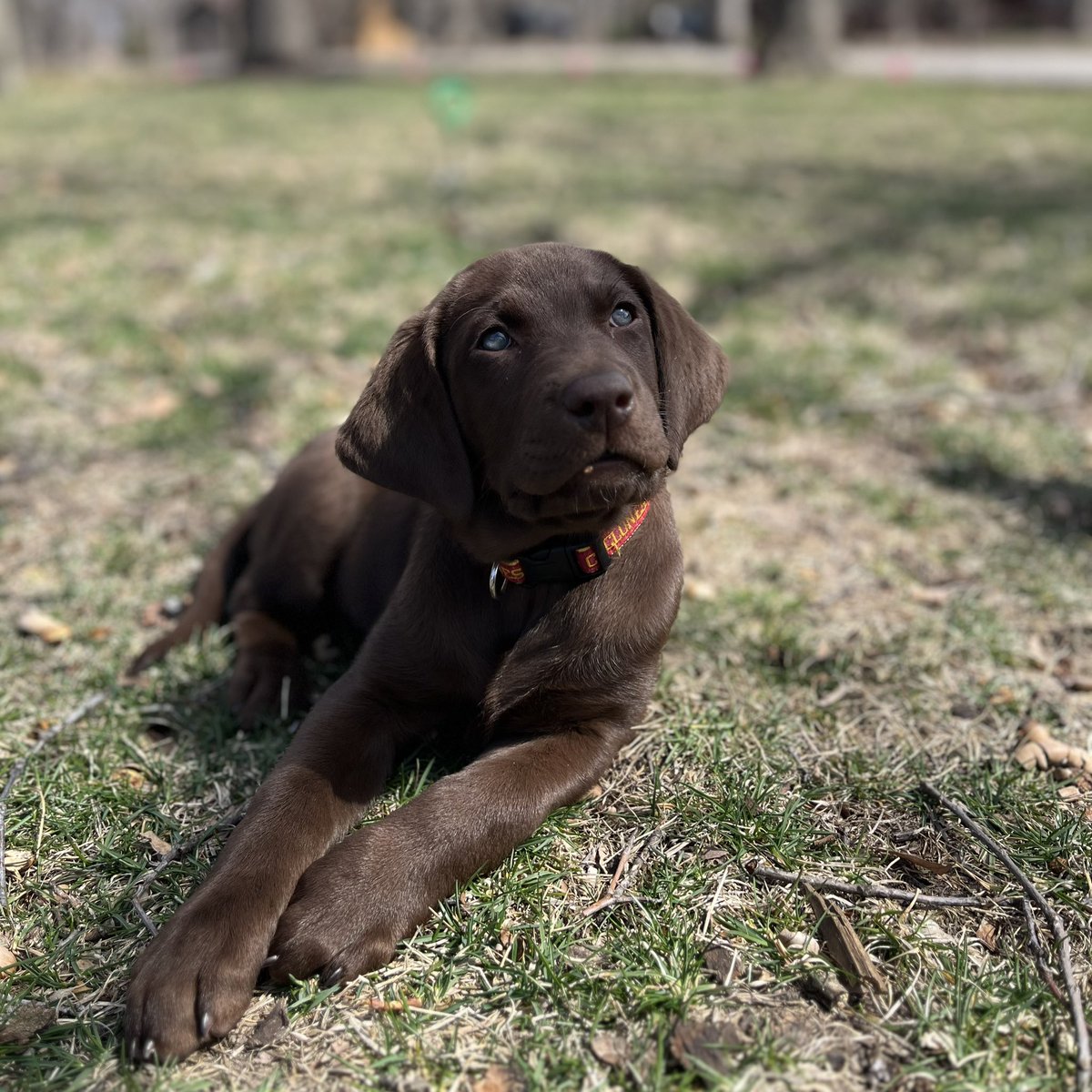 Sweet Georgia. 
Newest family member. 🐾