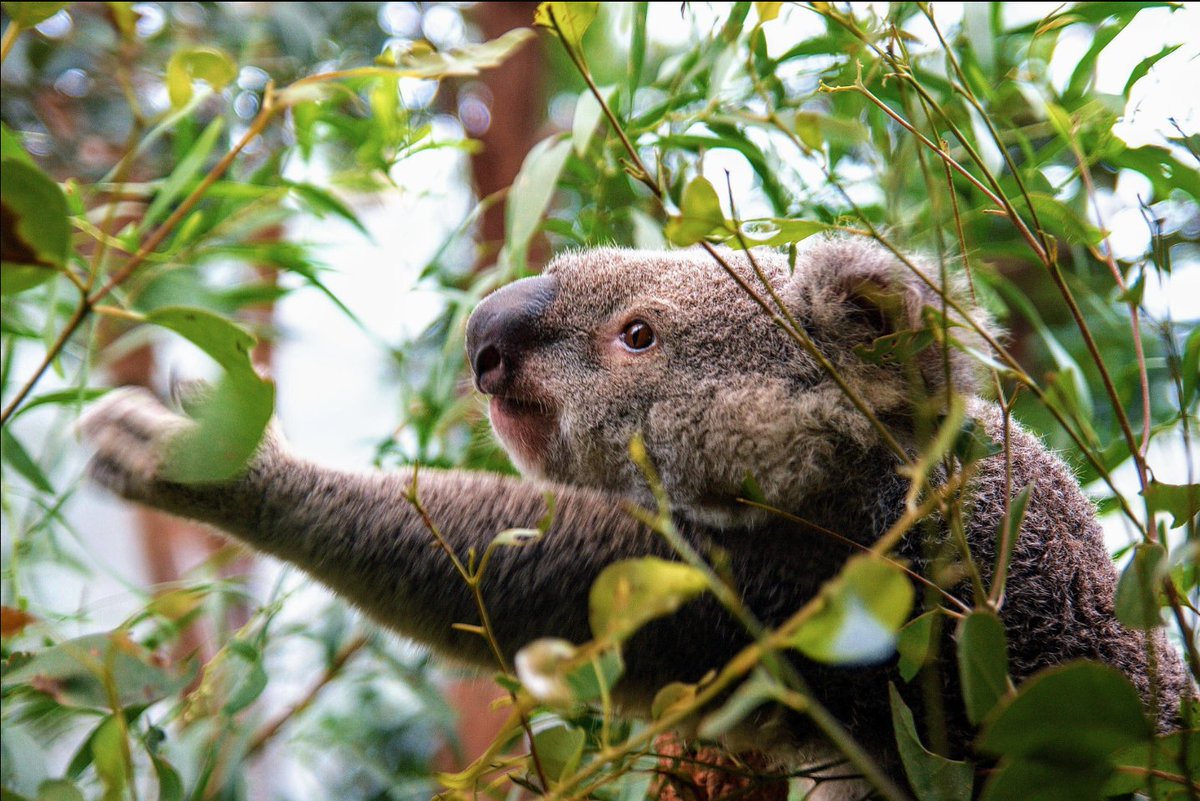 Charles Adler on Twitter "One reason Koalas sleep like logs They don