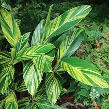 _Woman_health's tweet photo. #Topdaynews #Health Post, #Ginger and #ShellGinger in the Promotion of Healthy #Longevity, According to Studies https://t.co/8jQusi3hkl https://t.co/BbPsHpieMf
