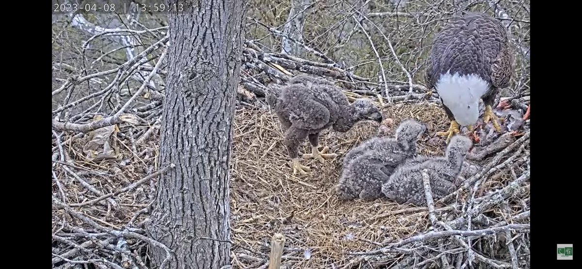 To our teachers and students: We can arrange for a 1:1 class chat to answer your questions and talk about the nestWe do this either through a Zoom meet, Microsoft teams or a Google Meet. We would love to connect with you!  Please email thoffman@dullesgreenway.com to arrange.