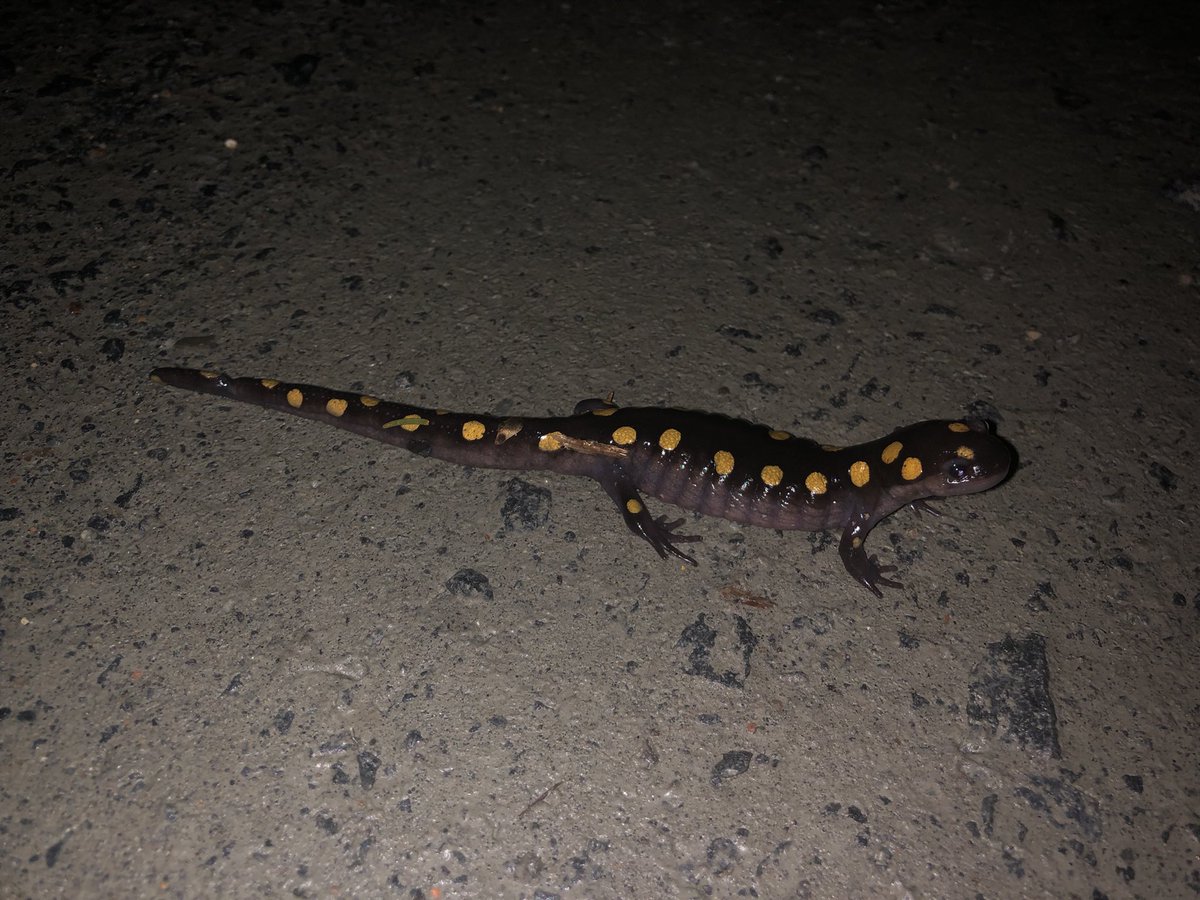 Devonswildlife1's tweet photo. Amphibians are emerging from brumation! 🐸As they come out of hibernation, they're vulnerable to predators &amp; being struck by vehicles. Help protect them by avoiding pesticide use, helping them cross roads, reporting your sightings to conservation groups. #AmphibianConservation 🌿 https://t.co/NbJ8g1wAYA