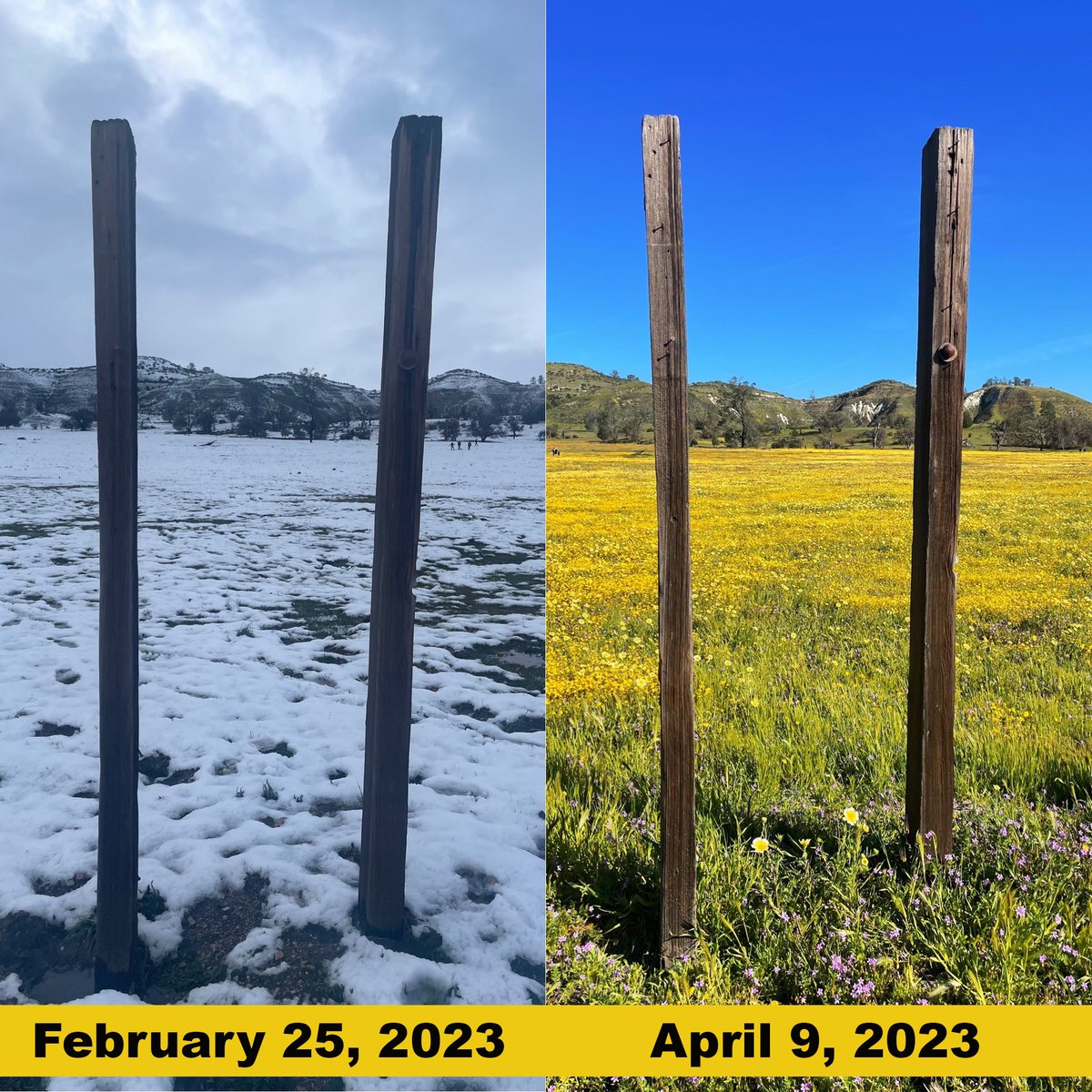 7_how_7's tweet photo. What a spectacular transformation from snowscape to wildflowers ein just 6 short weeks on Shell Creek Road &amp; beyond to Carizzo Plain. There’s still lots of flowers that haven’t peaked. If you go go early to avoid crowds because later in the day it gets crazy crowded #wildflowers https://t.co/lROflWpUMO