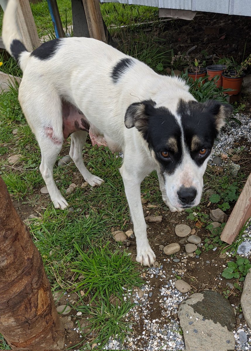 Danii_tco's tweet photo. Por más que lo evites,siempre llega un momento en q bajas los brazos y deseas tirar la toalla 😔
Puedes tener las mejores intenciones, pero desgraciadamente estamos en un mundo donde para todo se necesita plata,quieres ayudar pero no hay presupuesto para esterilizar ni alimentar, https://t.co/0XVWIKXVUj