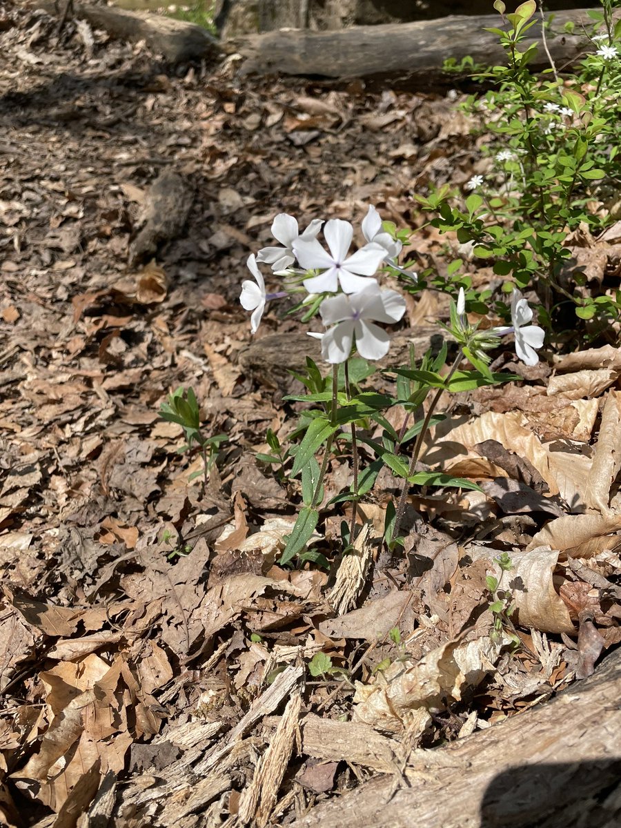 madisonputt's tweet photo. a lil botanical moment https://t.co/RXH2objRBQ