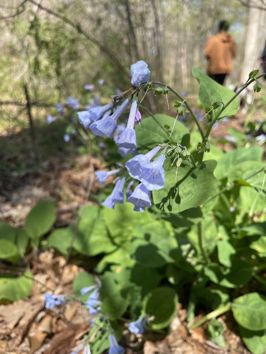 madisonputt's tweet photo. a lil botanical moment https://t.co/RXH2objRBQ