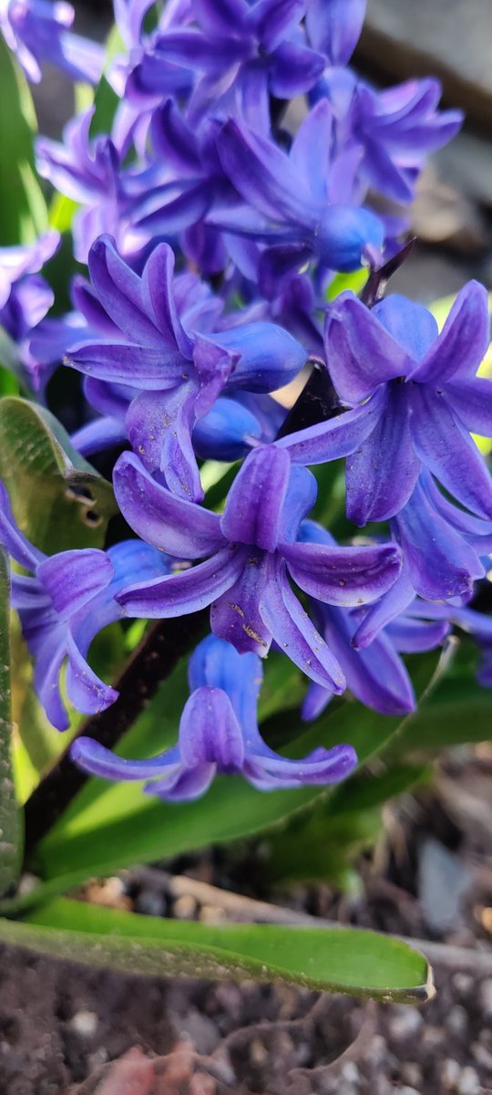 Triciaeva597's tweet photo. Spring is beautiful https://t.co/QEJxklMxwE