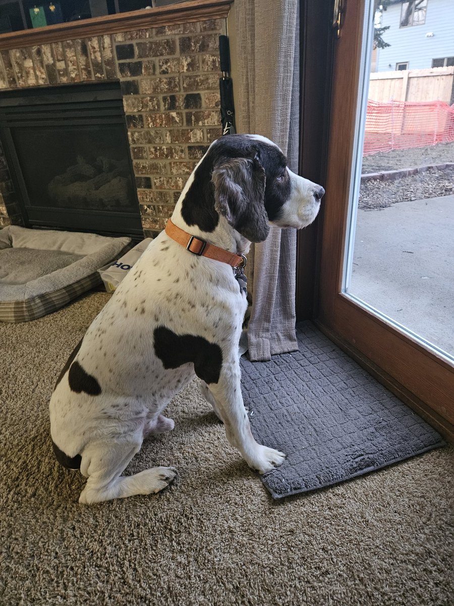 Kirby is on guard. Keeping the rabbits and squirrels at bay.