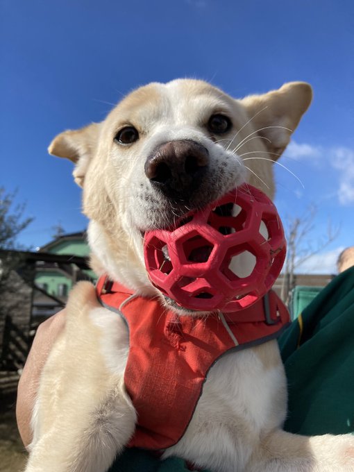 【#里親募集】「いつもニコニコ性格はなまるのポテ吉くん」#栃木県 #宇都宮市 - 犬の里親募集(435428) :: ペットのおうち https://t.co/hc2ztq0rze #保護犬 #雑種犬 #中型犬 #犬 https://t.co/v7VC0AzAnp