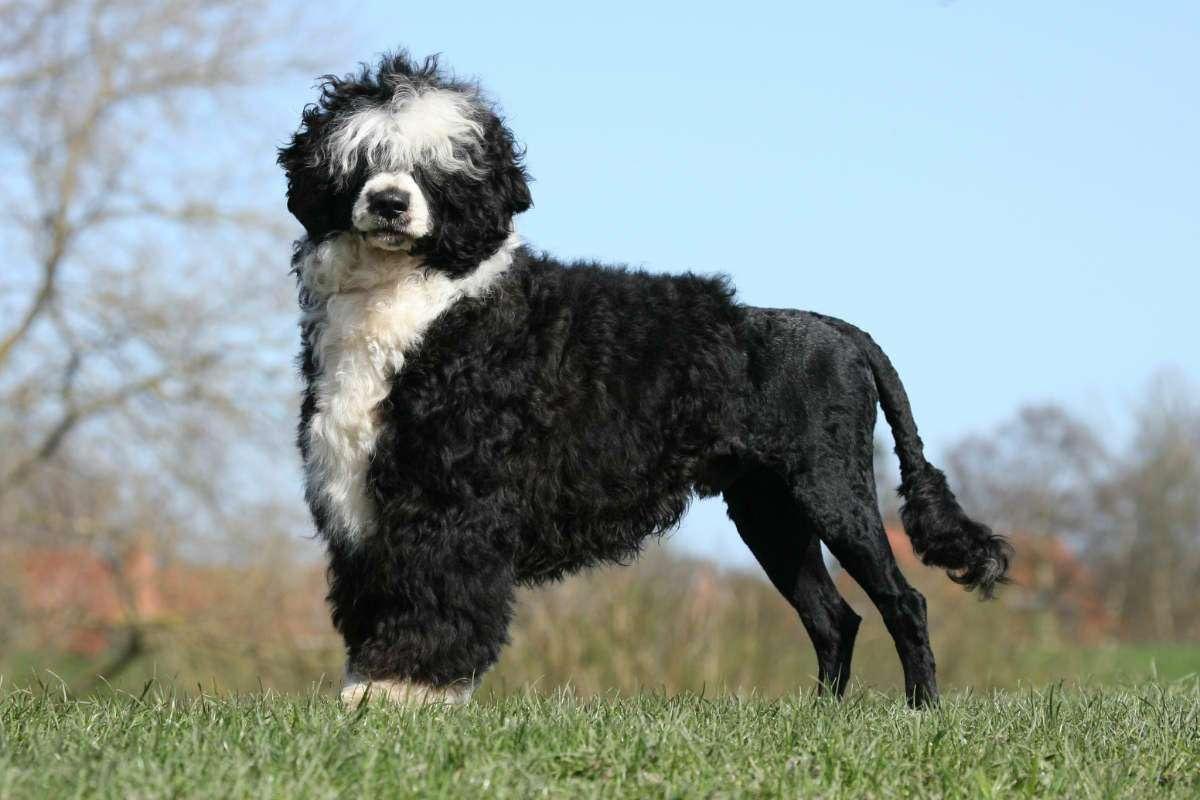 W0Vee's tweet photo. This dog is cute https://t.co/7GkY3DtkO1
