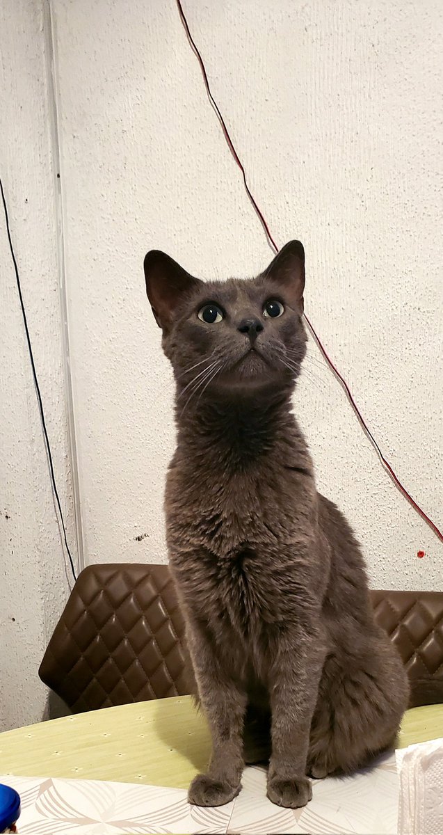 Leti3A's tweet photo. #SundayCat #LapizElGato #michis #Gatos #CatsofTwittter todo pinshi hermoso 💖 https://t.co/PTO1jMLN8v