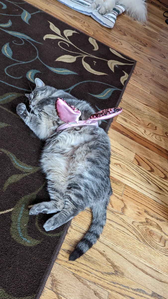 denverdan74's tweet photo. #HappyEaster #eastercat #grandbaby https://t.co/j456Gjk9ZB