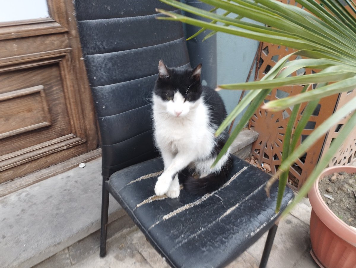 TbilisiCats's tweet photo. https://t.co/pKtyIC5Nnl