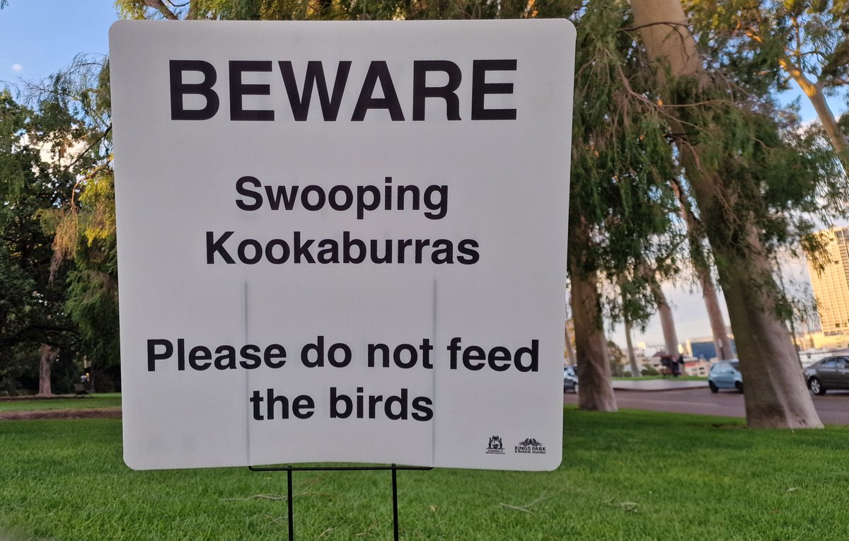 LukePepper's tweet image. Turns out "Swooping Kookaburras" isn't a band but rather death from above. These things are like the Joker laughing manically as they drop from above to deliver some hurt to anyone foolish enough to be in their path.  #kookaburra #australia #techno #dj #djlife #musicislife
