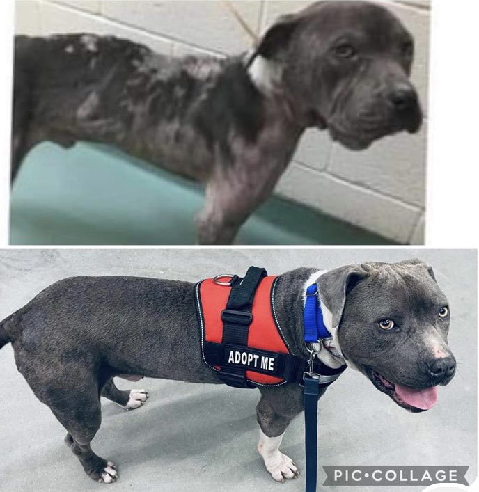 🔴UPDATE❤️
Karlos has been adopted🎉Looking so much better after great care from his rescue A Freedom Journey-see before &amp; after pics below☺️
Thanks to his new family &amp; everyone on twitter who helped him find his #HappyNewBeginning #MASA20712