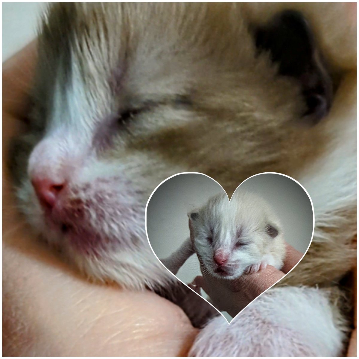 FluffyRagdolls's tweet photo. Would you love us furrrever??? #CatsofTwittter #RagdollsofTwitter https://t.co/DImmazAvhZ