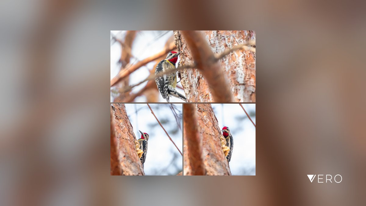 Nathan Bedard Photography tweet media