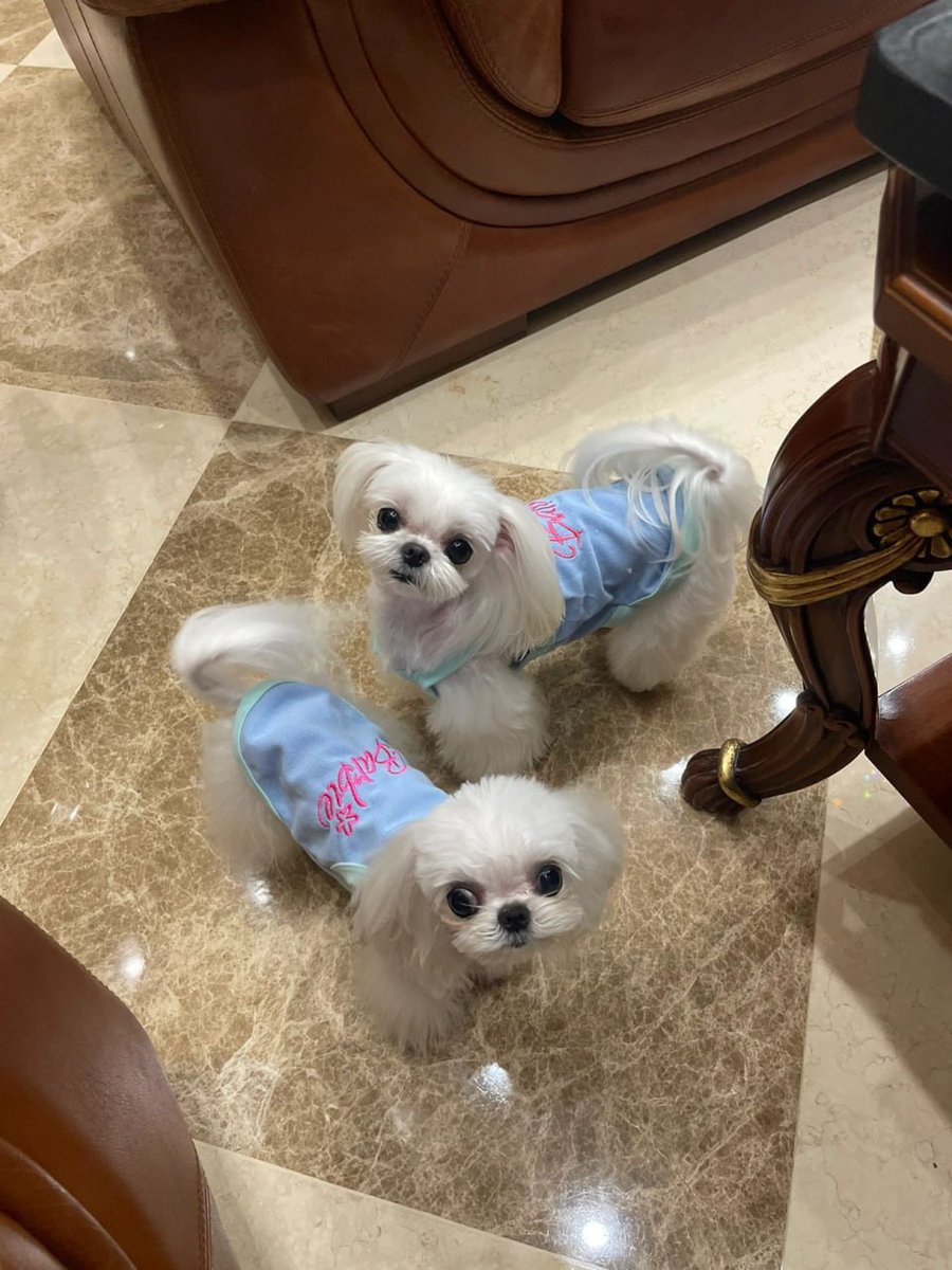 They like their new clothes very much.🐶🐶