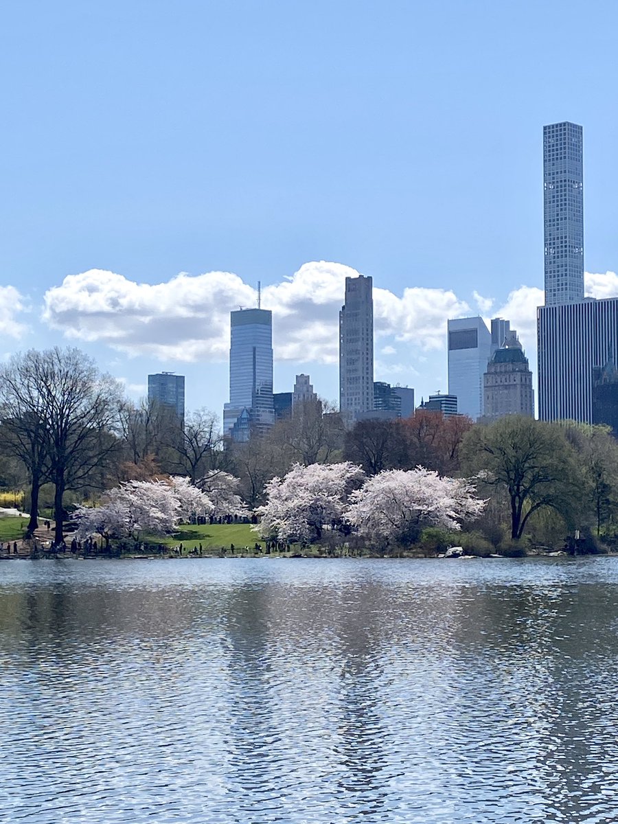 @CentralParkNYC is absolutely gorgeous right now! 🤍🤍🤍 #CentralPark #centralparkbloomwatch