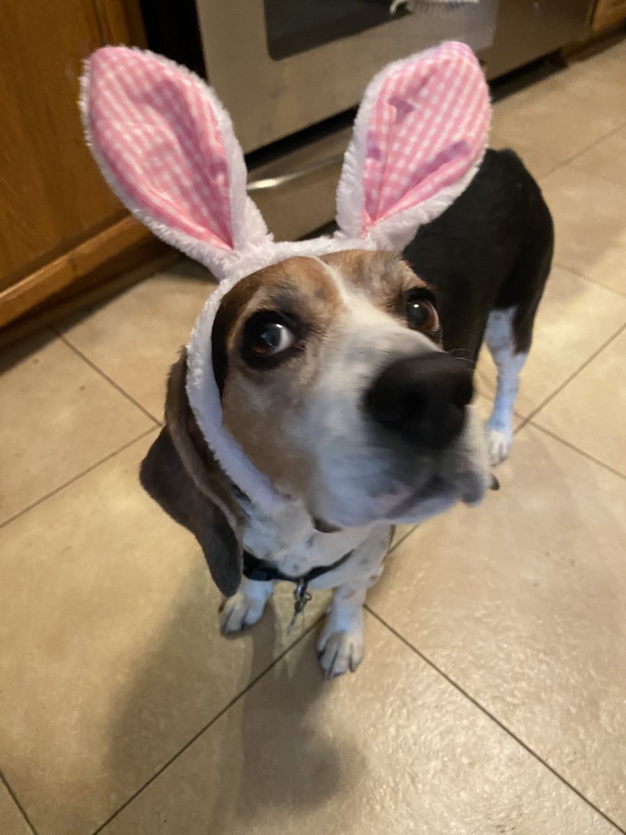 Happy Easter🐰🐣 from Hank!! 😍 That side eye😆 @beaglefacts #beagle #DogsofTwittter #thatface #beagles #mydogisthecutest