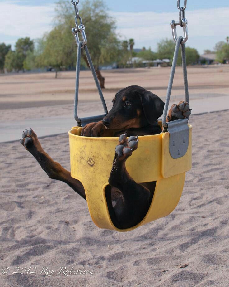 💖 (@twaniimals) on Twitter photo 