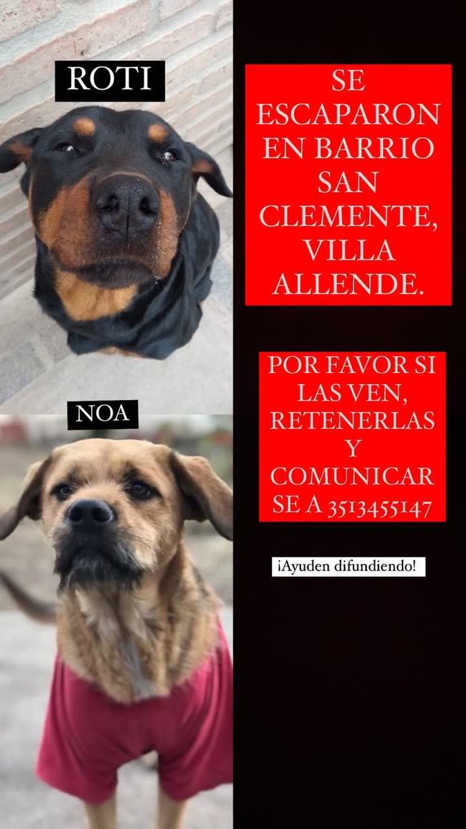 ATENCIÓN GENTE DE SIERRAS CHICAS!!!
Se extraviaron mis mascotas les pido PORFAVOR que me ayuden a encontrarlas!! Son lo mas importante para mi y mi familia las amo un montón😭😭😭😭