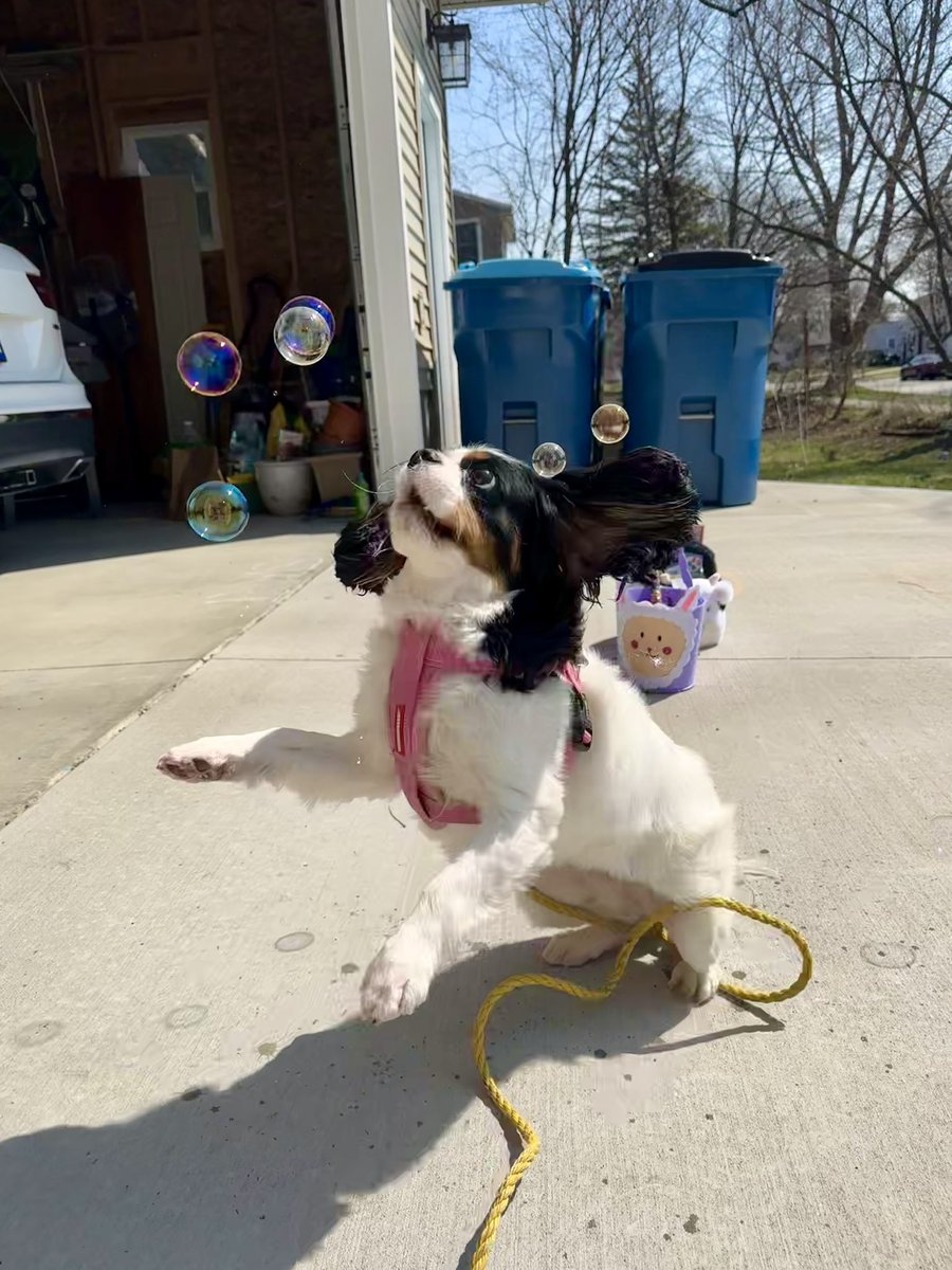 TheMuppet007's tweet photo. I will catch ALL the bubbles!! 
Happy Easter!!  🐣🐰
#dogsoftwitter #Easter #bubbles #fyp #muppet https://t.co/2djhLTfJx0