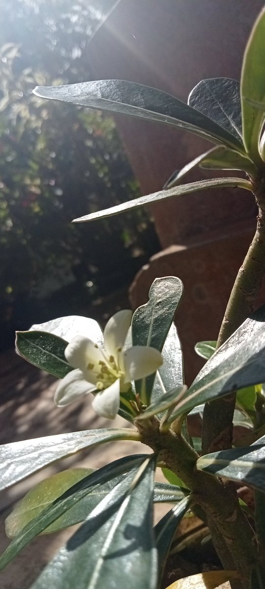 Rranation_'s tweet photo. Karna belum berbunga yaudah aku kasih bunga yg ada aja dulu #flower #kamboja #kemuning https://t.co/nVgn0I38jZ