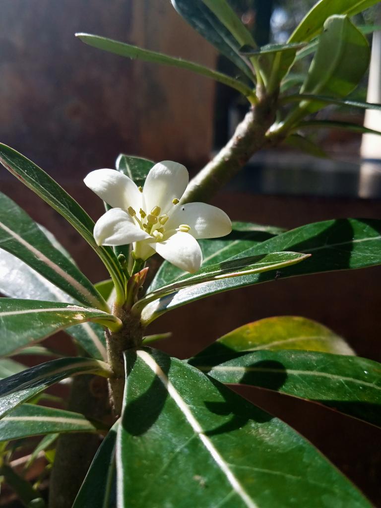 Rranation_'s tweet photo. Karna belum berbunga yaudah aku kasih bunga yg ada aja dulu #flower #kamboja #kemuning https://t.co/nVgn0I38jZ