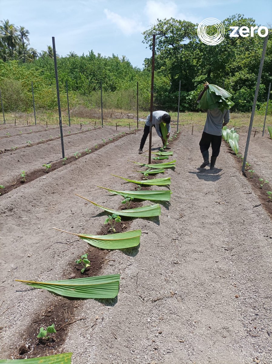 ZeroMaldives's tweet image. Say goodbye to harmful chemicals and hello to a healthier way of farming with organic cultivation! By using natural methods! 📷📷📷 #organicfarming #sustainability #naturalmethods
#zero #maldives #sustainable #agriculture #farming #organicallygrown #responsiblefarming