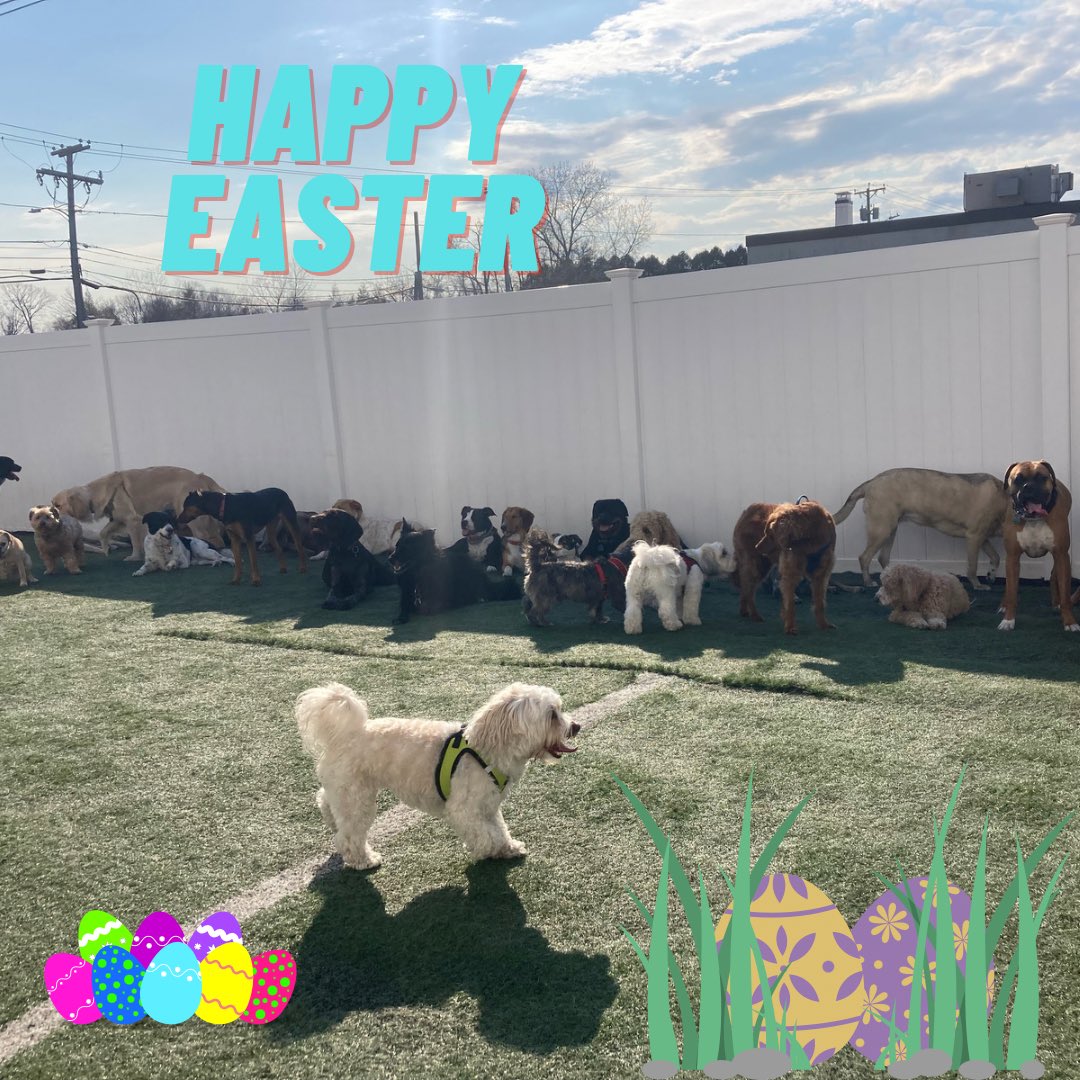WhataRuffLife's tweet photo. From our Ruff family to yours we’d like to wish you all a Happy Easter 🐣🥚Our hard working employees had a wonderful time taking care of all the pups today! 🐶 We hope everyone had a great day 🐾

#dog #doggo #doggy #pup #ruff #life #dogs #pupper #happy #animal https://t.co/Fpbfg55BEK