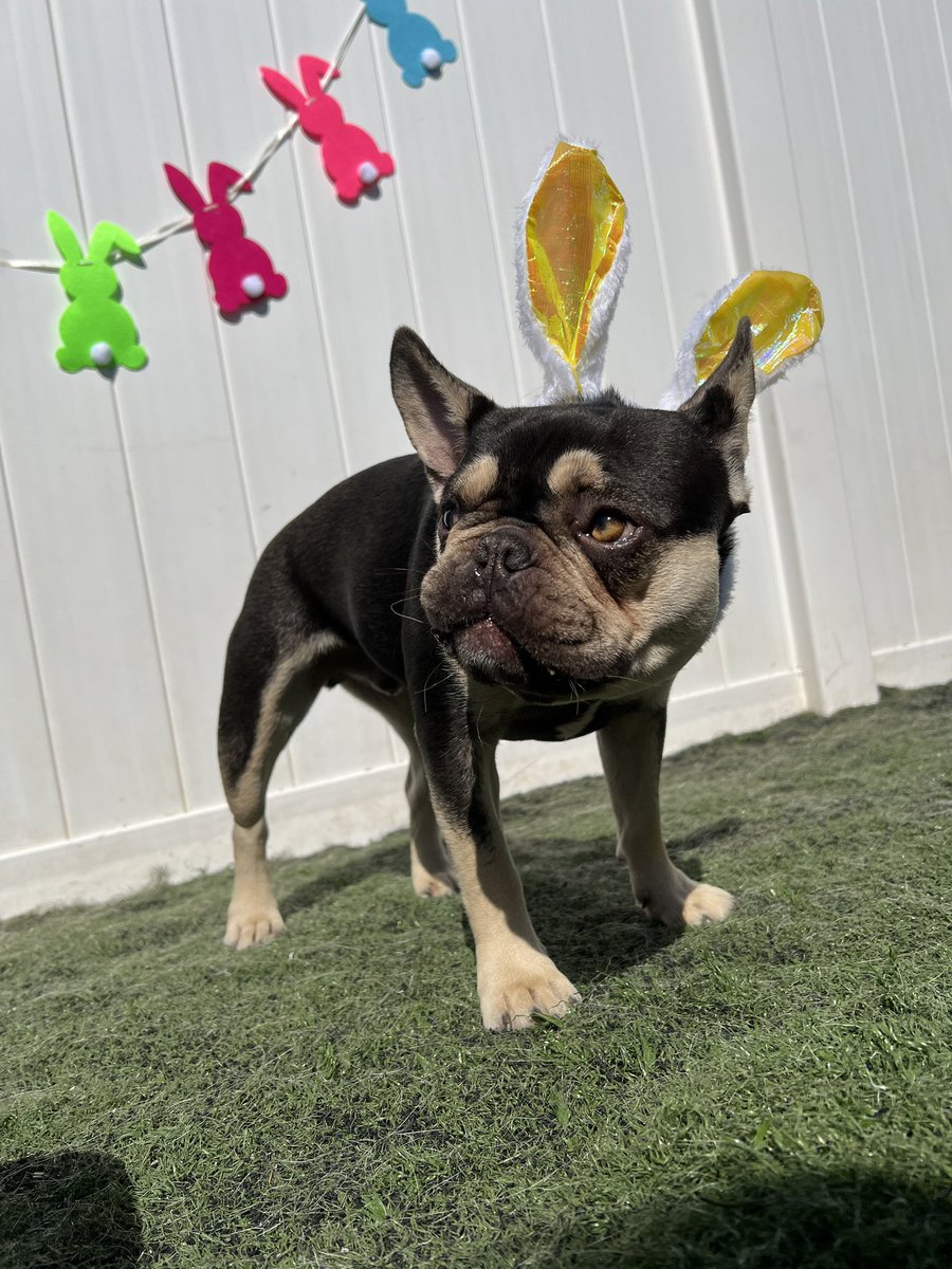 WhataRuffLife's tweet photo. From our Ruff family to yours we’d like to wish you all a Happy Easter 🐣🥚Our hard working employees had a wonderful time taking care of all the pups today! 🐶 We hope everyone had a great day 🐾

#dog #doggo #doggy #pup #ruff #life #dogs #pupper #happy #animal https://t.co/Fpbfg55BEK