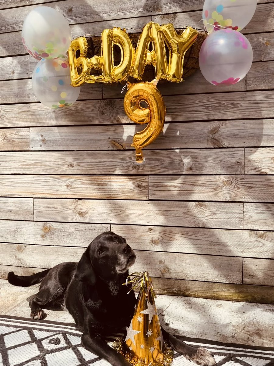 Felicidades hermosa happy golden birthday my sweet Nola 🥰 🥳 🎈 🎂 

#goldenpup #goldenbirthday #nineyearsyoung #labrador #pawty #spoileddog #blacklab #birthdaygirl #loveyousomuch #MiNegrita