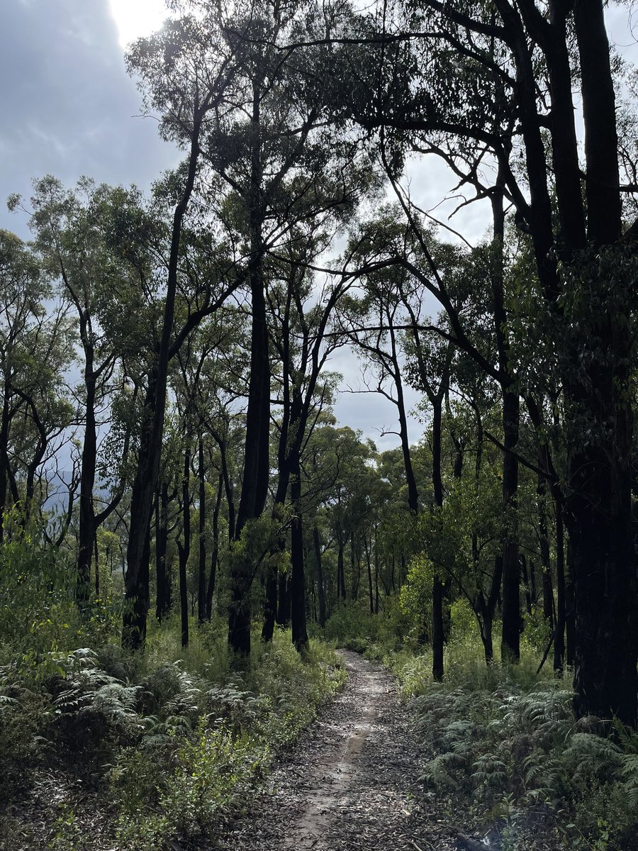 Bunyip State Park

#Bunyip #BunyipStatePark #Gembrook #Melbourne
#Hike #Hiking #Hikingadventures #hikinglife #walking #tramping #trekking #bushwalk #bushwalking #mountains #randonnée #lifeofadventure #nature #explore #wanderlust #wilderness #adventure #optoutside #outdoors