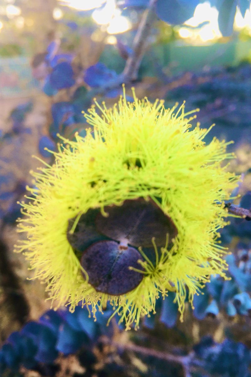 pamiedh's tweet photo. @BraydenCreation #vibrantflower https://t.co/xBSixuZp9Q