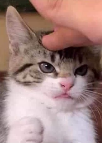 Punch Cat tweet media