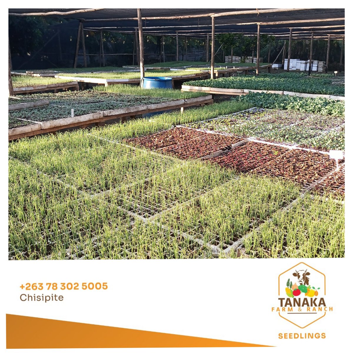 Morning has broken out here at the nursery. Just being in the nursery, checking on seedling growth, sending growth updates to customers makes me really happy 😊😊

To place advance seedling orders please Whatsapp sales on 0783025005

Grateful always for your support

#farming