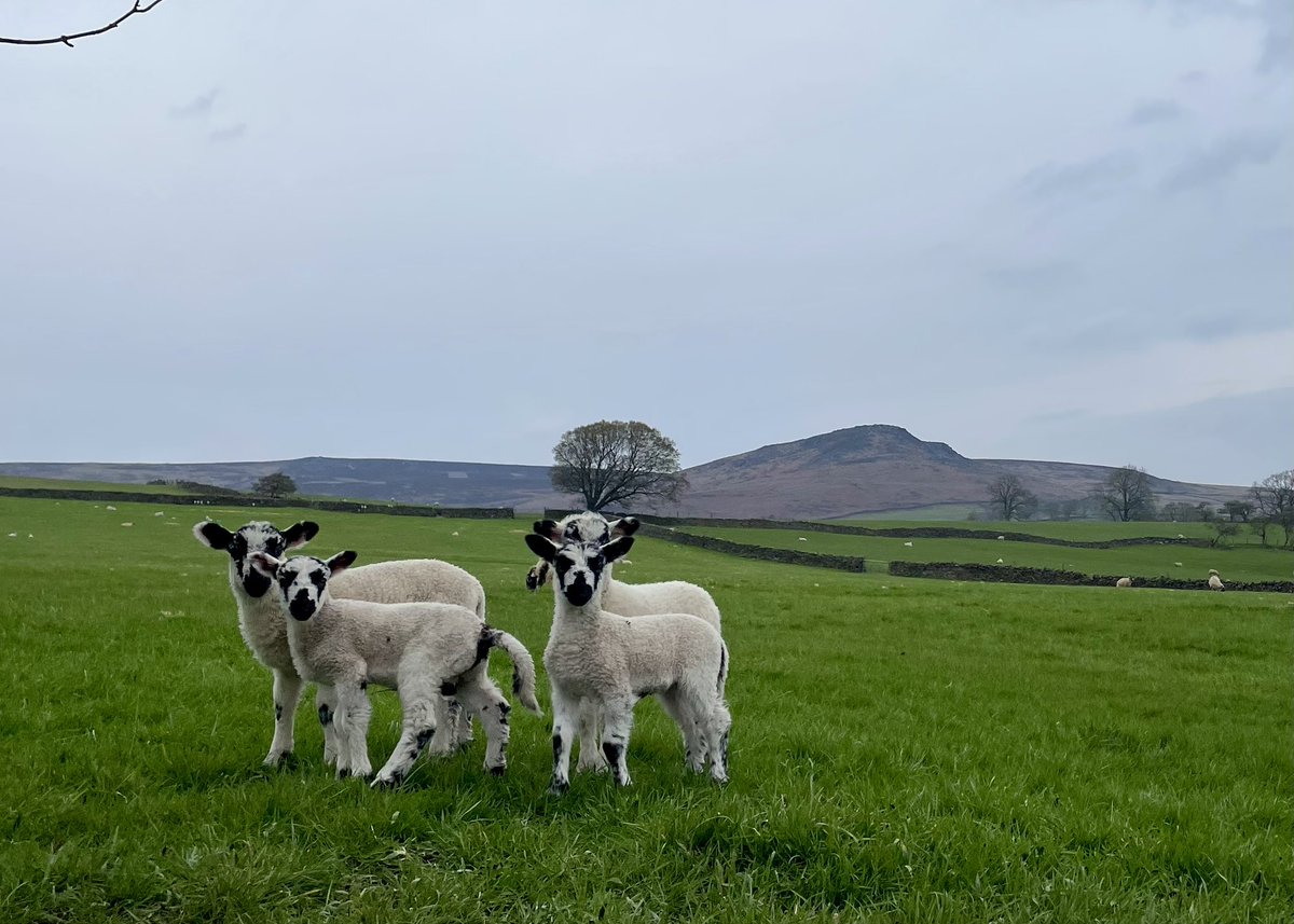 lauramorgan454's tweet photo. Land owned by #dukeofdevonshire and @RNWooler proposed to @yorkshire_dales for building 119 houses - an important green recreational space distinctly characteristic of the village. 
Please consider emailing localplan@yorkshiredales.org.uk with your thoughts 1/2 https://t.co/lDRLKaQuYS