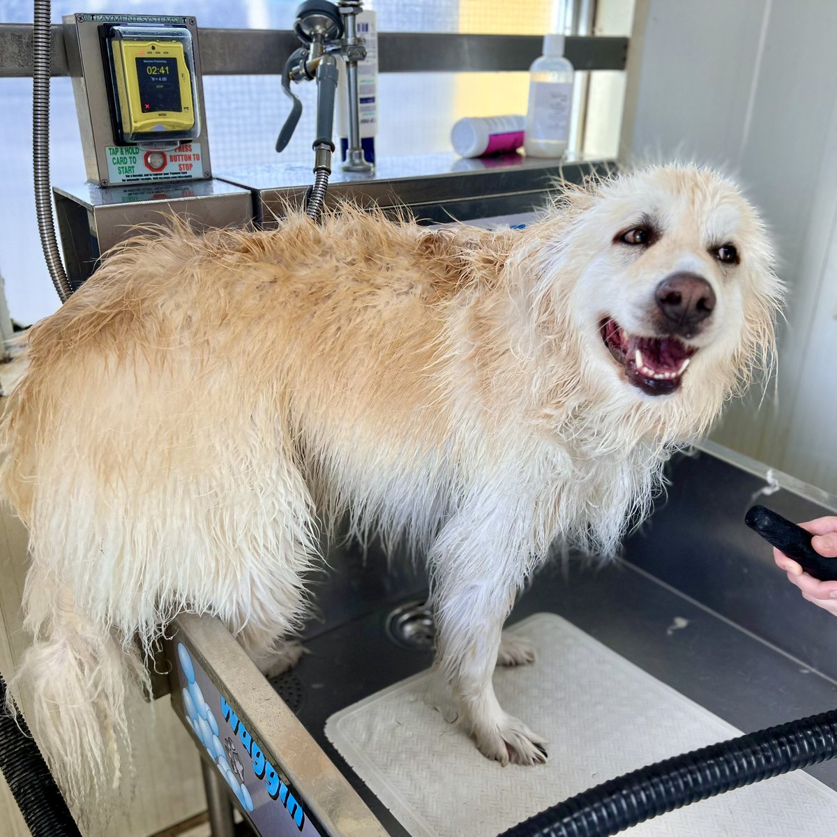 ShaneWenzel's tweet photo. He looks happy, but he fought us the whole way. At least he smells good now 🐕@bays_happy
#dogsofinstagram #dogwash #dogwashing #wetdog #eastersunday https://t.co/jSlHO9nRq7