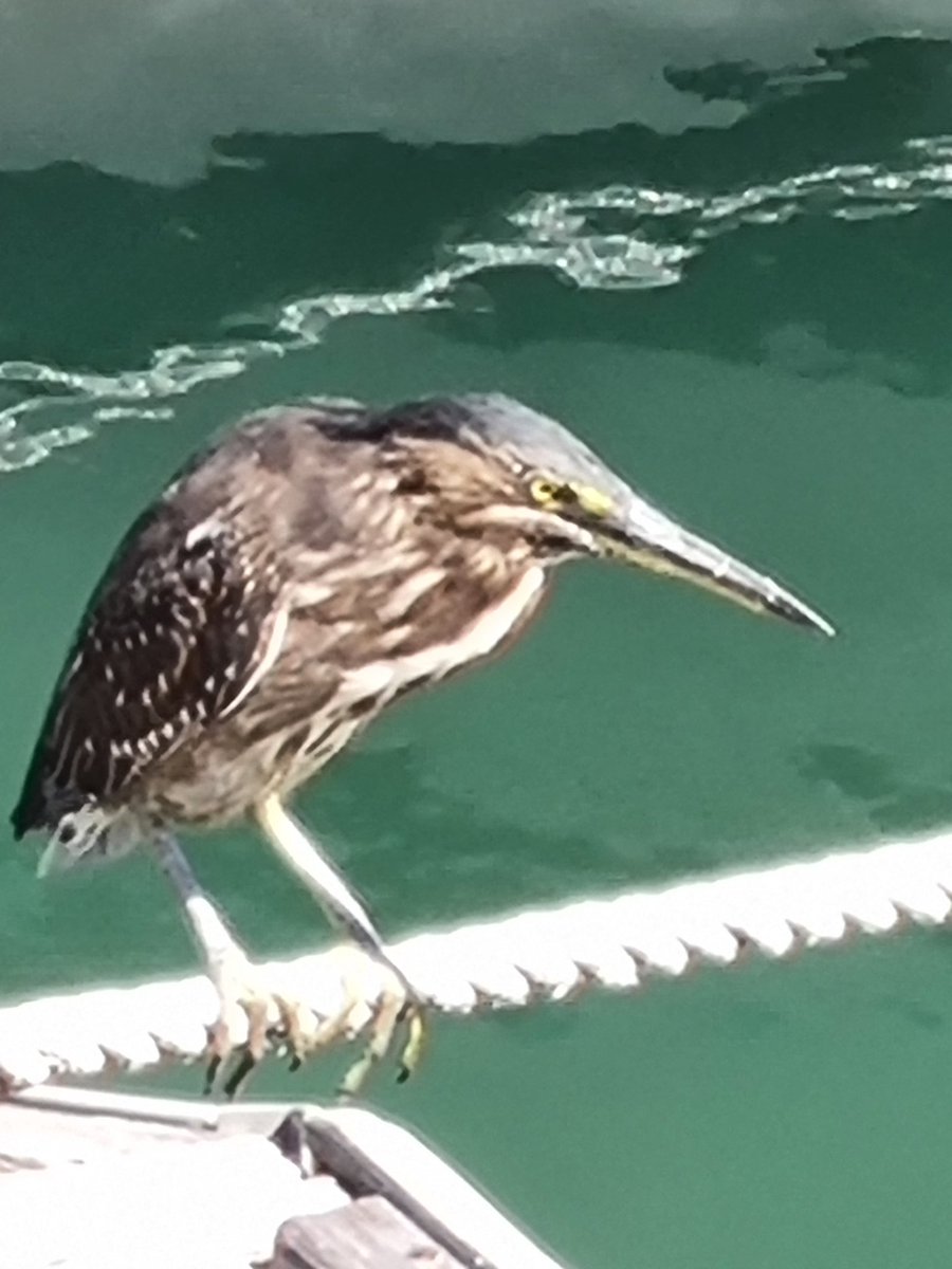 Peter Frederick 🐸🦠😷 🦣🦋 tweet media