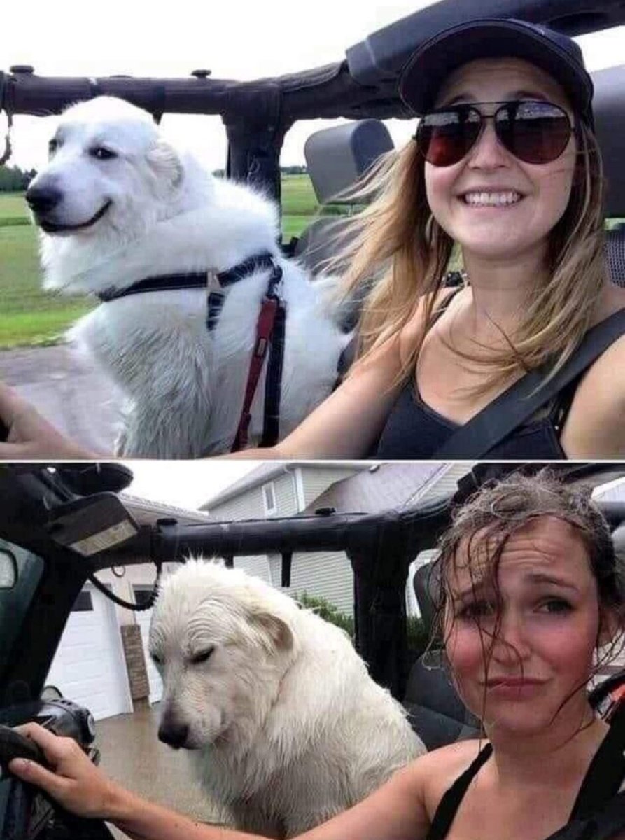 ShitpostGate's tweet image. 